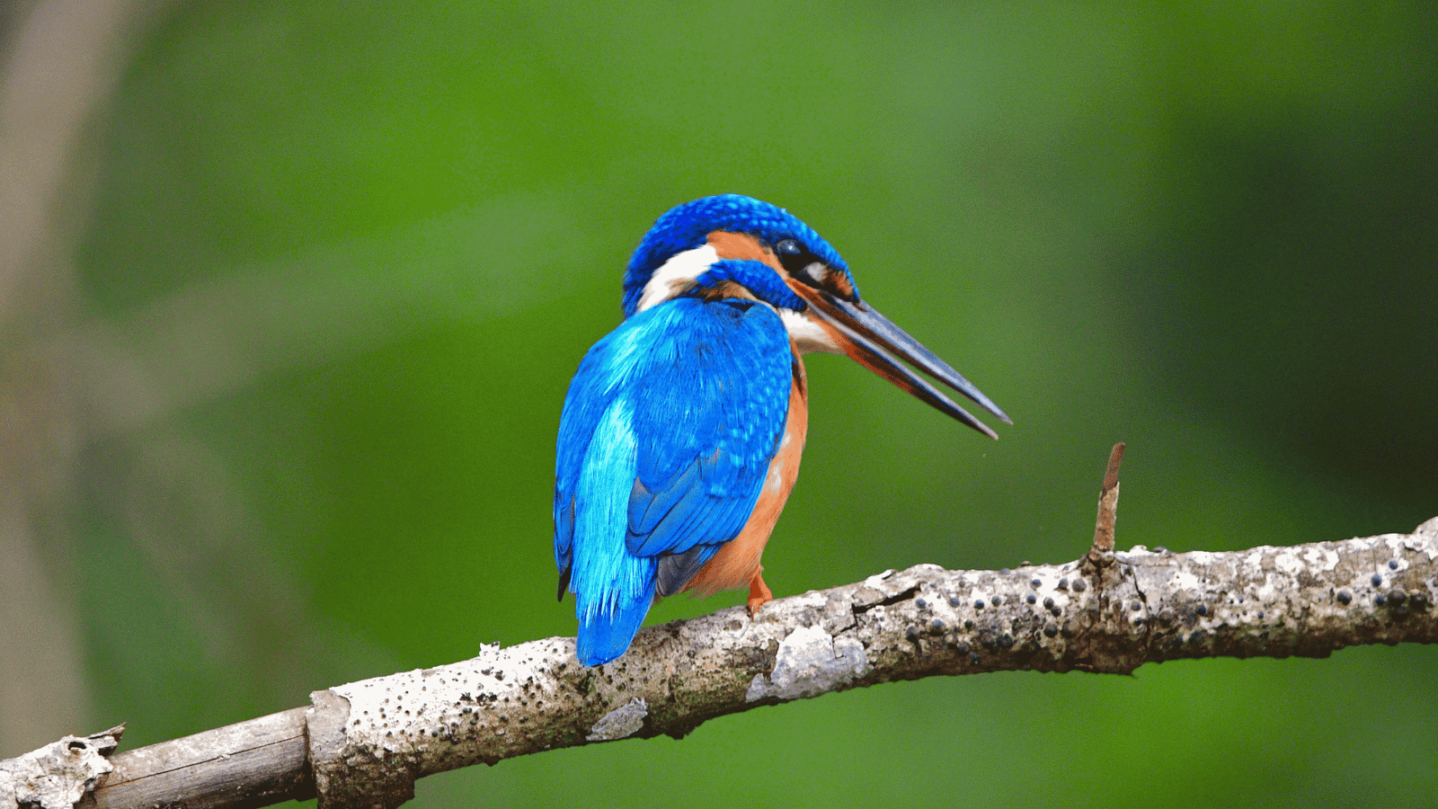 Wildlife safari in Wilpattu