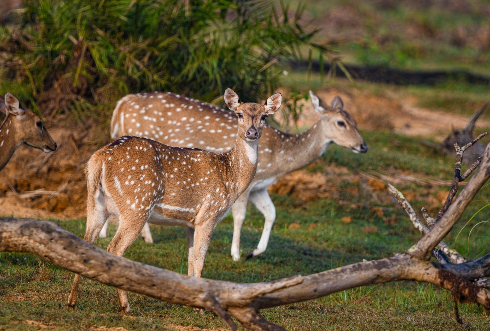 Travel Wilpattu wildlife safari experience